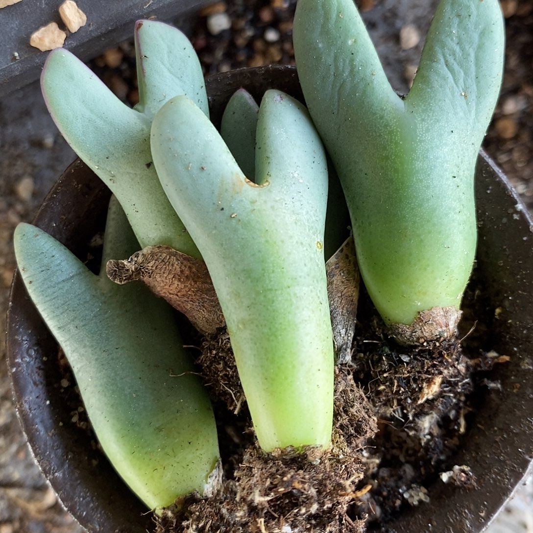 大皮卡丘一颗。     