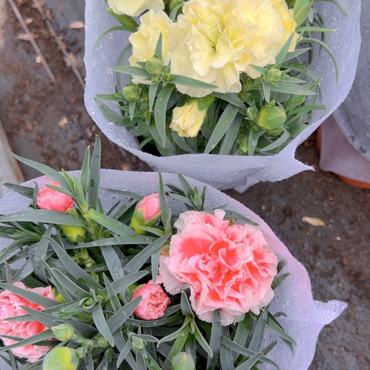 居***y康乃馨绿粉两盆【两单包邮】一物一拍