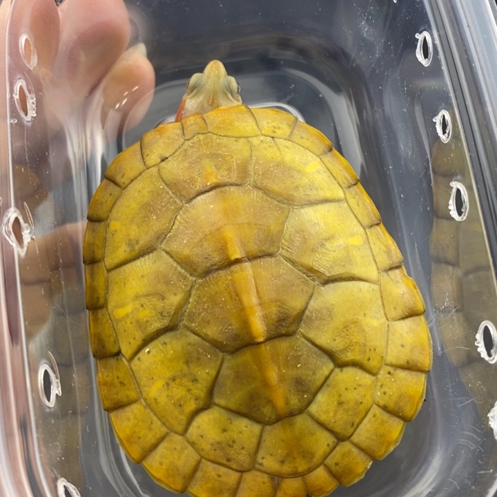 巴西彩龟母66666666