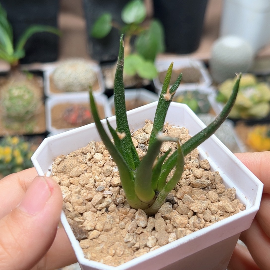 无花朵龙舌兰牡丹实生球一颗