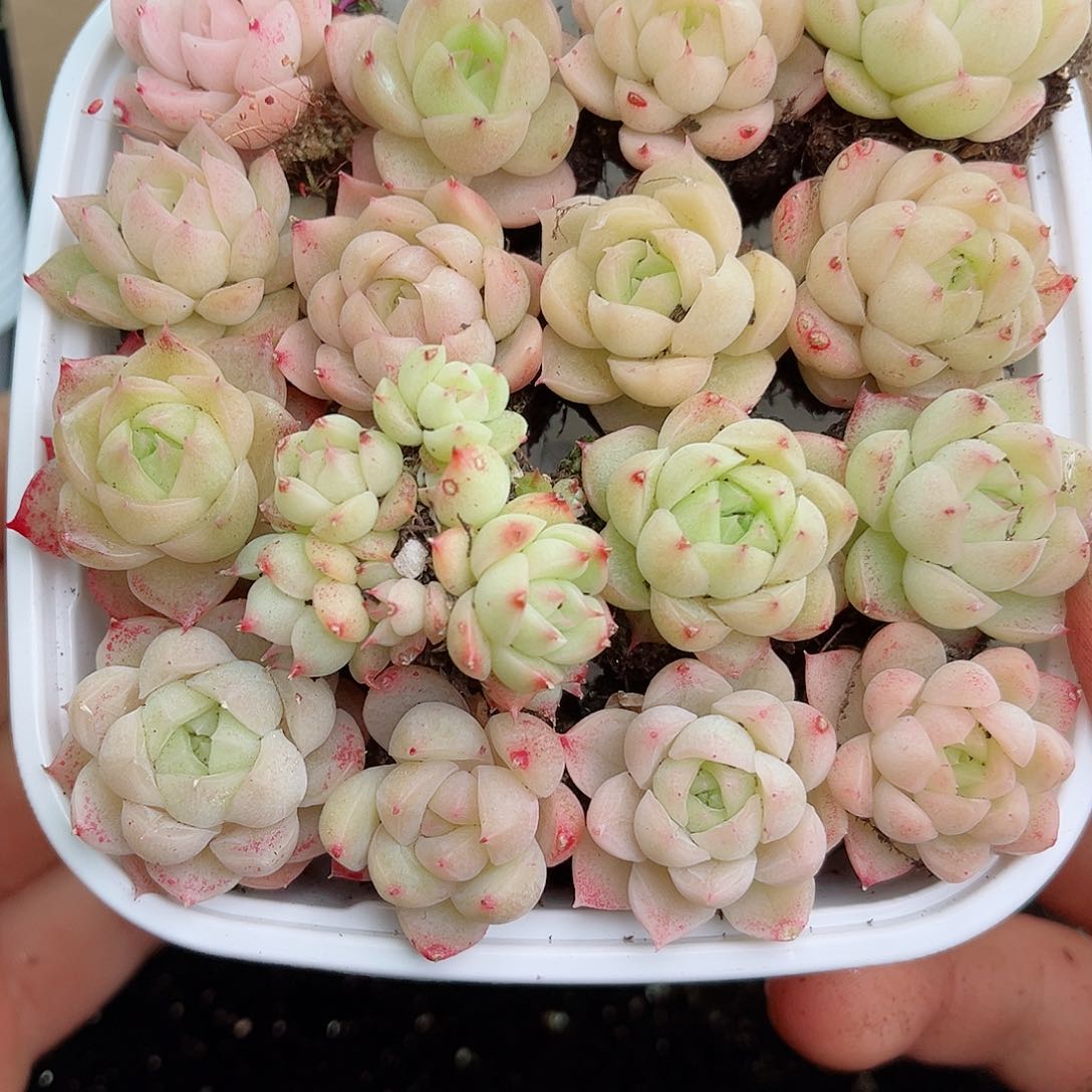 1-131 新疆西藏内蒙不发12.8包邮2-3公分多肉