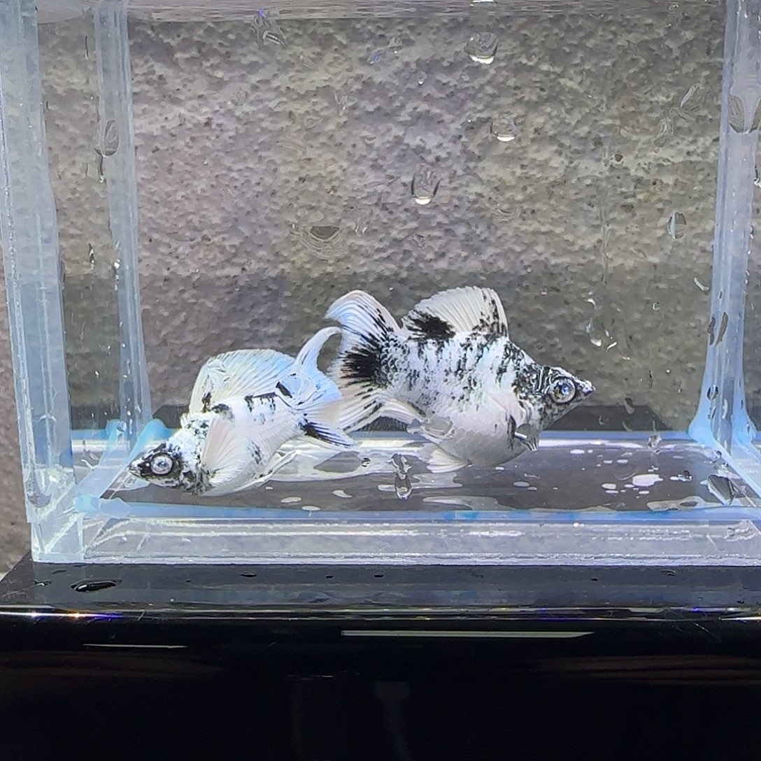 黑玛丽鱼水墨玛丽。55号