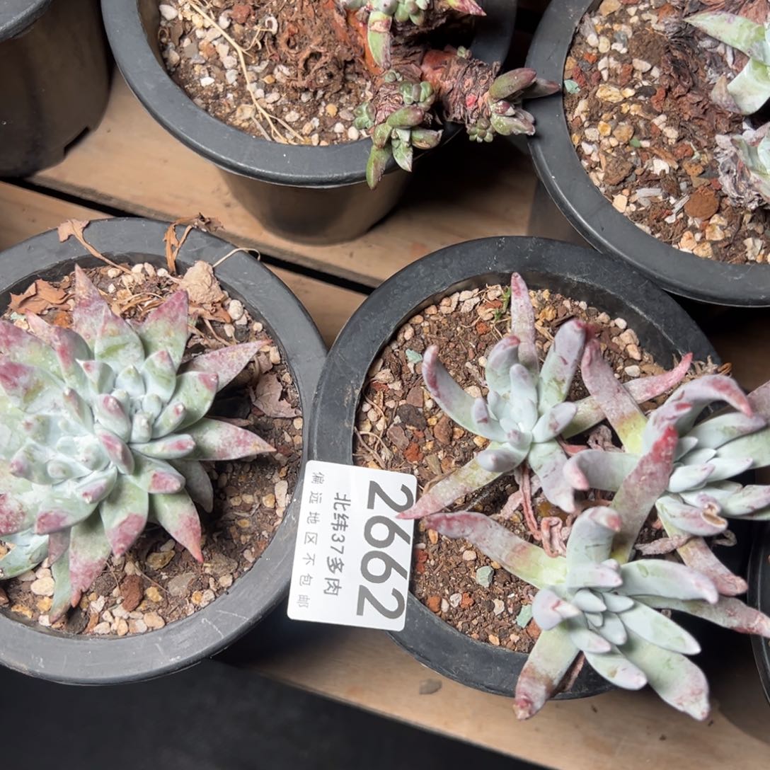 2662两颗哈哈哈哈哈哈哈哈