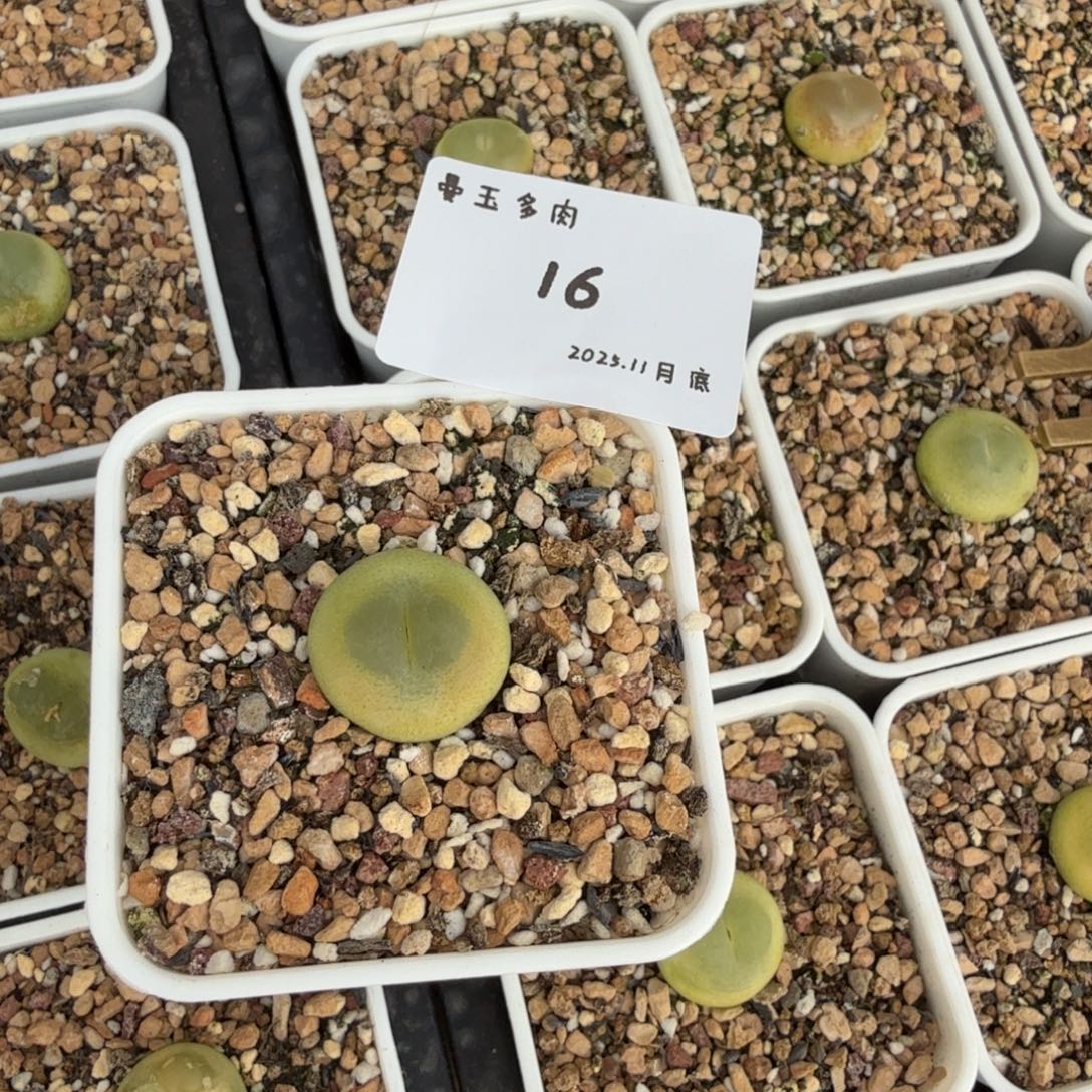 H***-多肉多肉多肉11-016