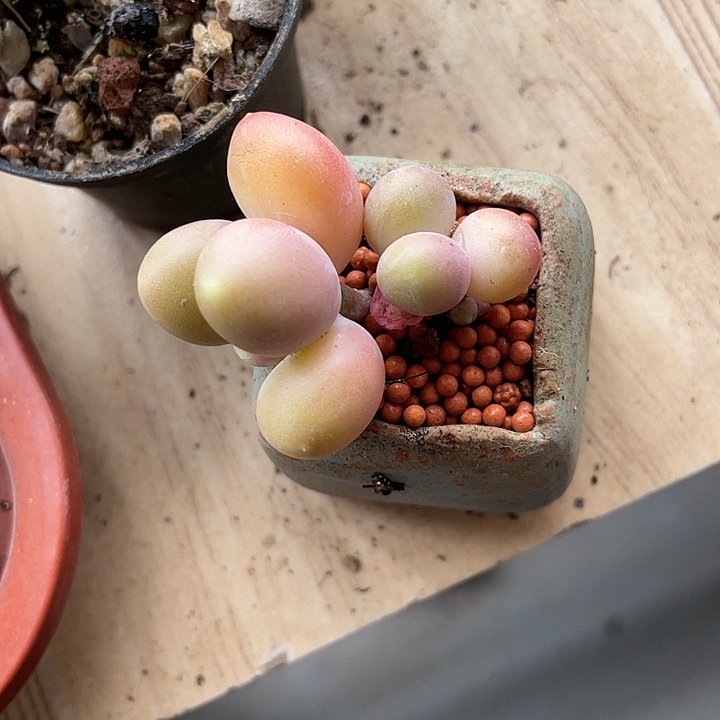 【闪购商品】芒果奶酪