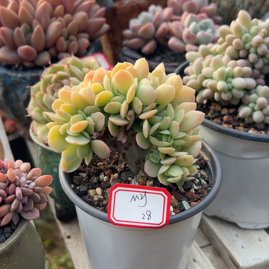 多肉植物多肉植物