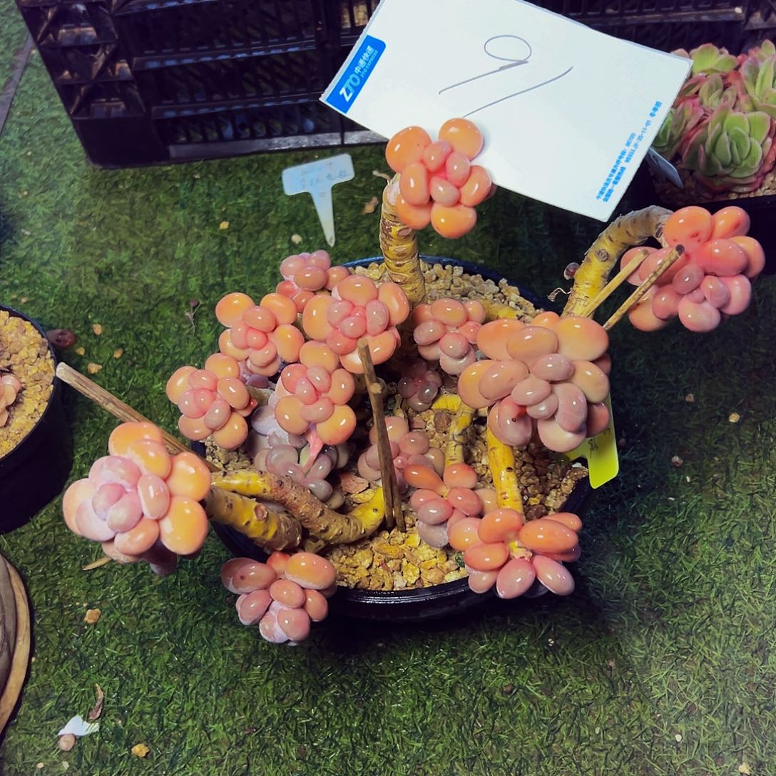 懒***291号一物一拍脱土包邮