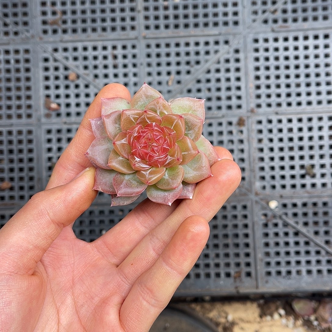 多肉一物一拍2-192