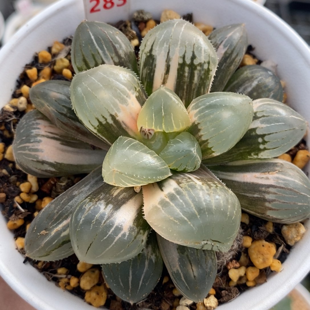 283糯玉露十二卷多肉