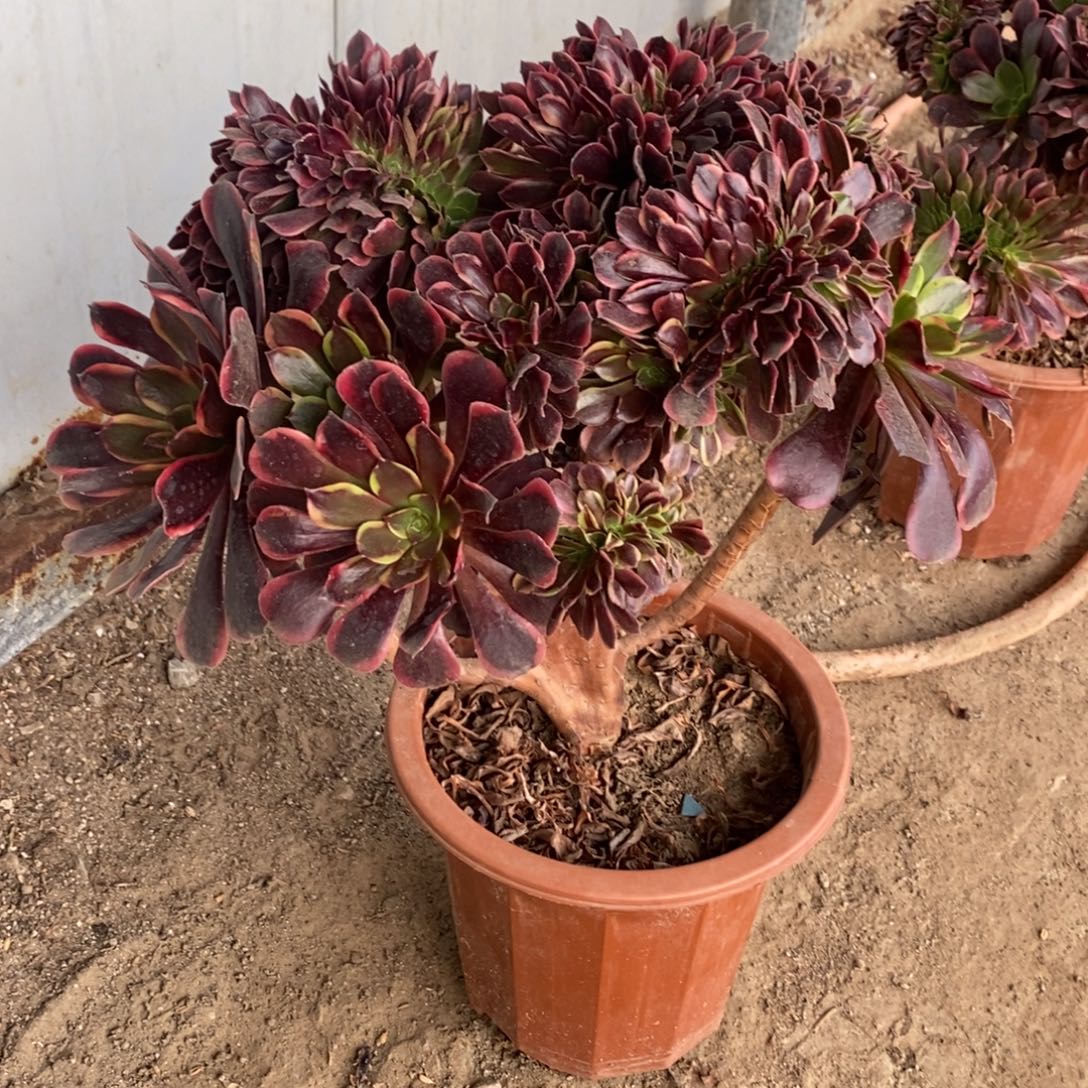 欧嘉莉缀化1颗多肉