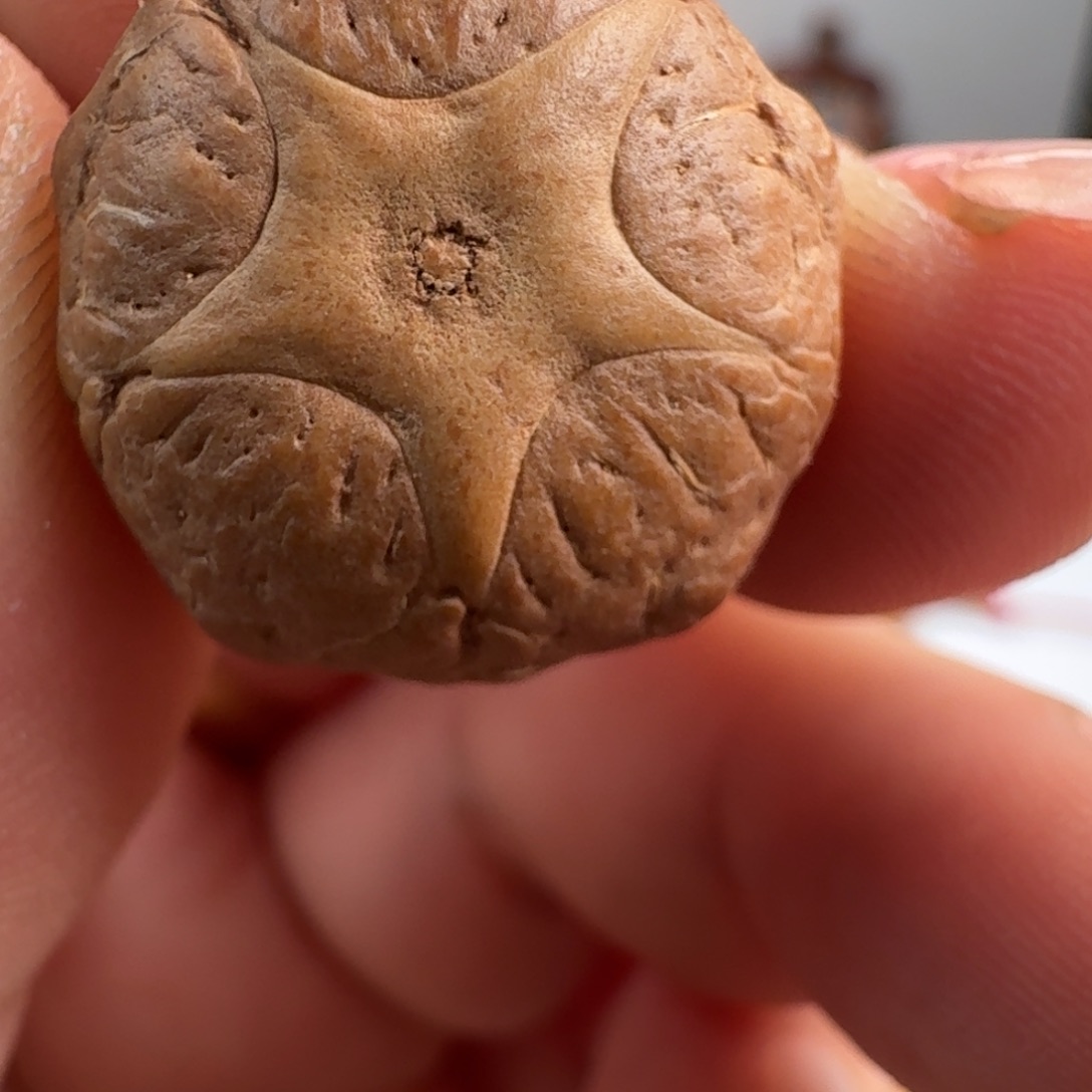 观***落凤眼菩提吊坠五星