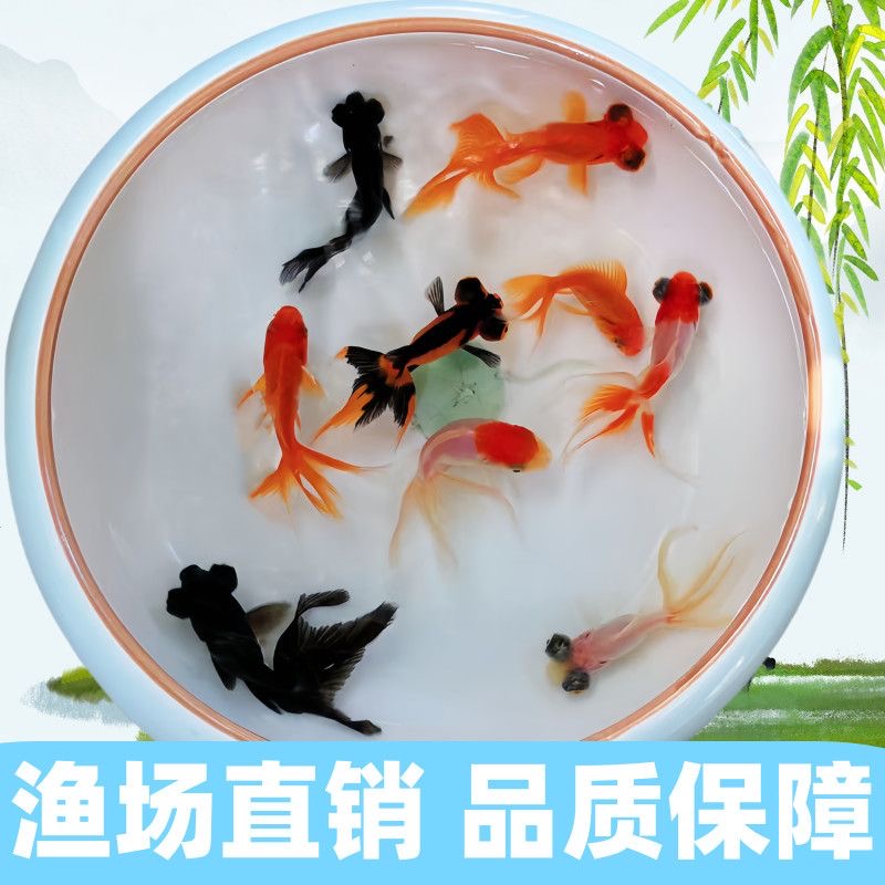 【晚场福利】赛级成年冷水国粹金鱼黄金尺寸随机混搭11条6-8cm包邮