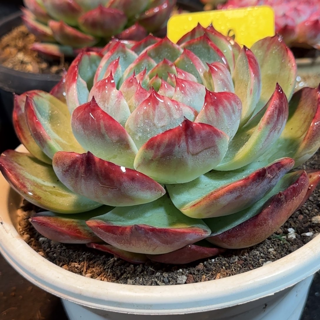 花脸拉丝惊鸿一物一拍包装收缩花旱379