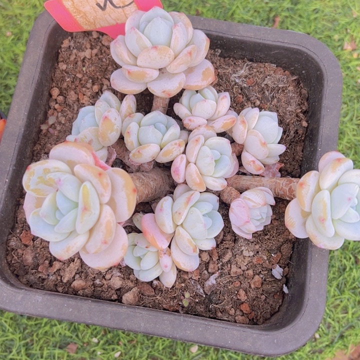 健健康康平平安安