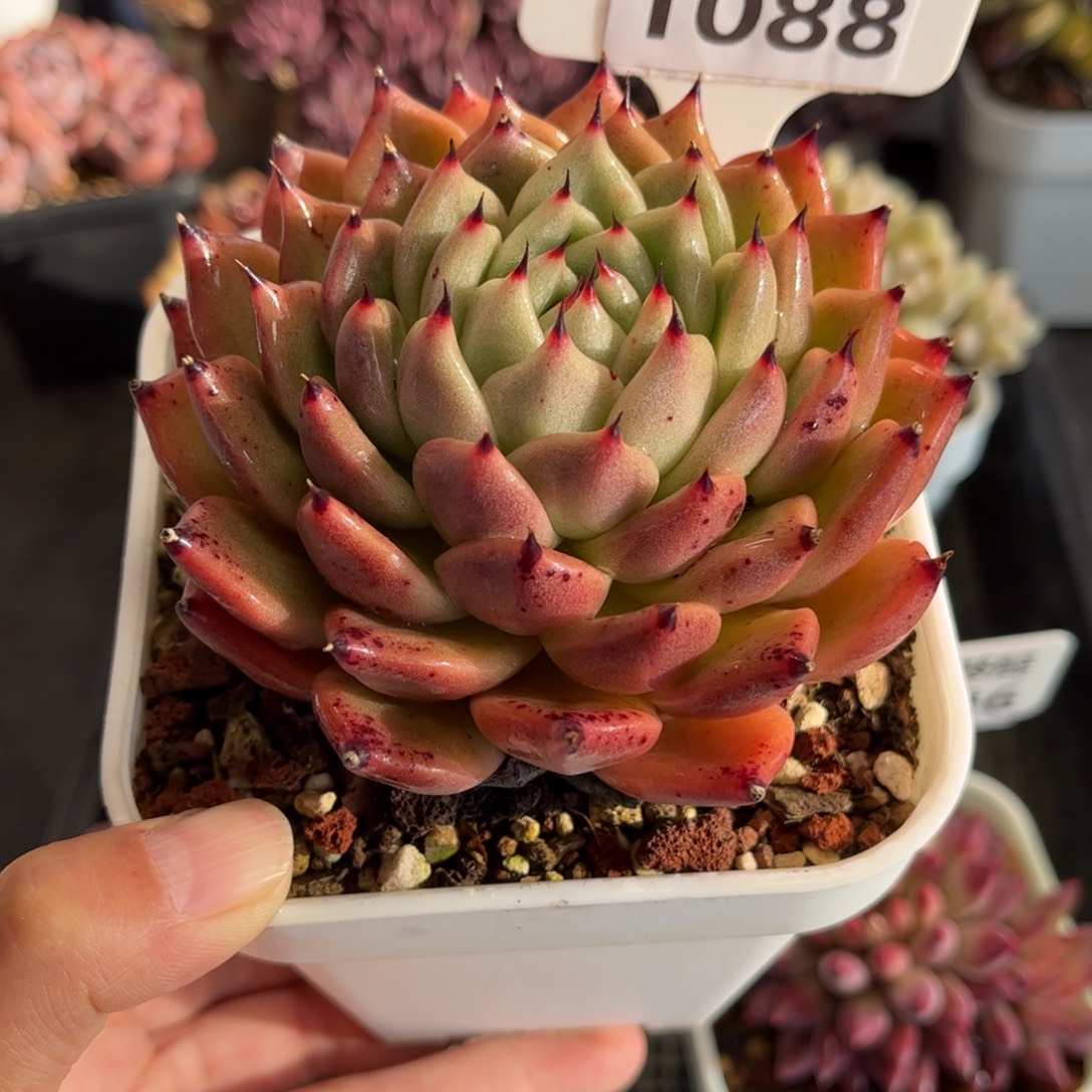 1088 天冷必拍保温箱