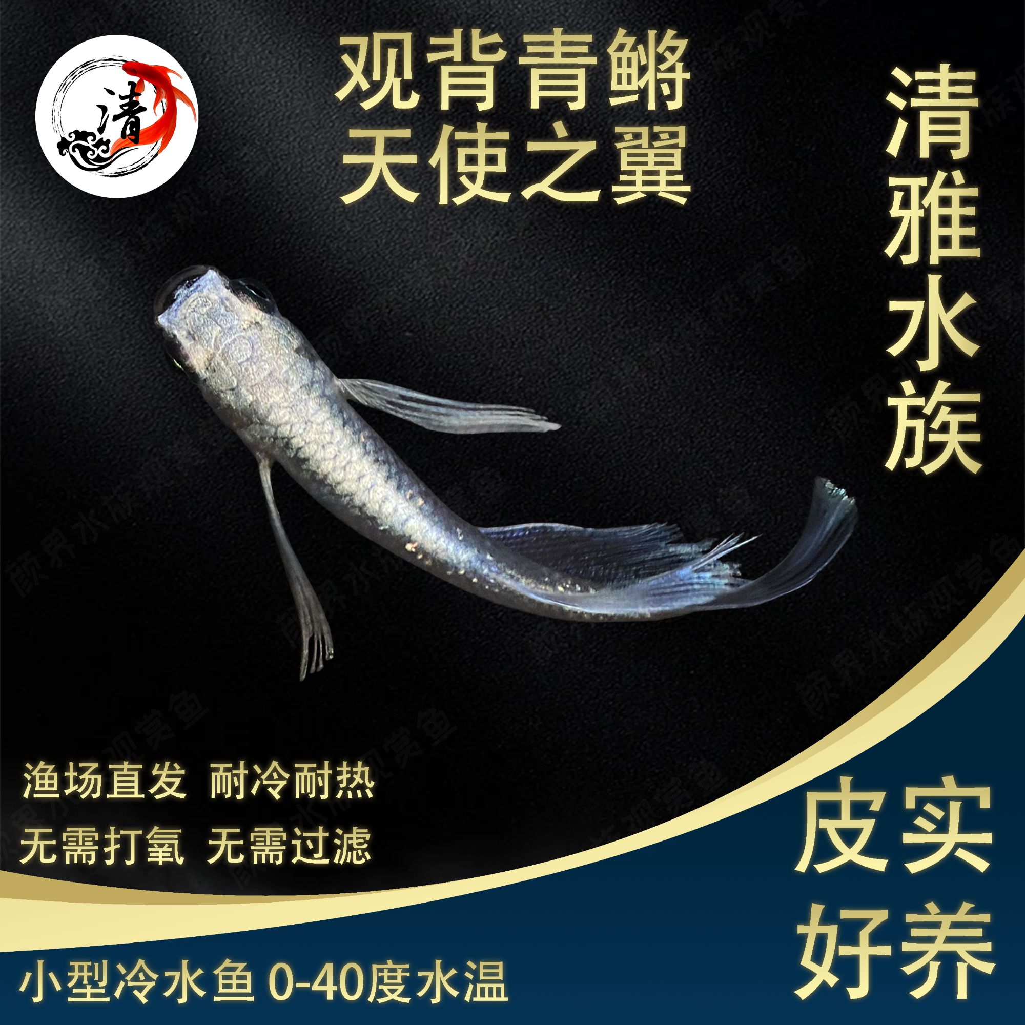 观背青鳉鱼渔场天使之翼直发小型冷水观赏鱼古法鱼缸好养易活耐寒