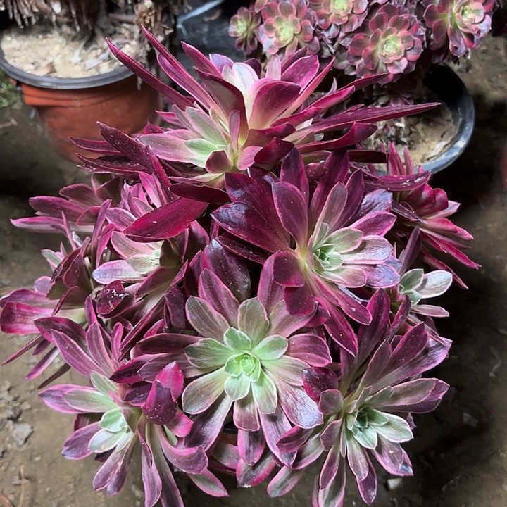 多肉植物法师浣纱5