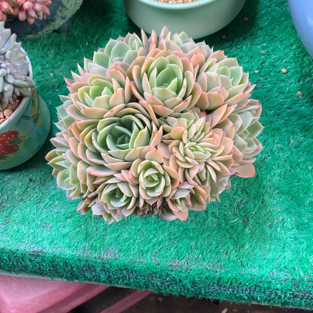 早***阳一物一拍一物一拍