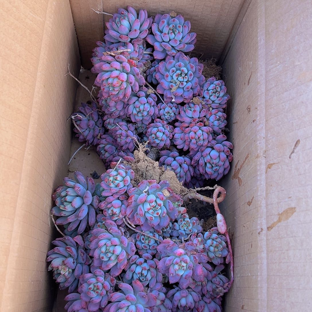 蓝苹果一箱元霄福利