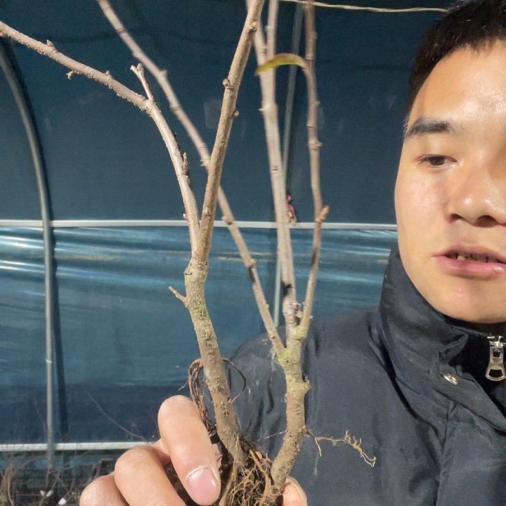 红千鸟海棠花一颗