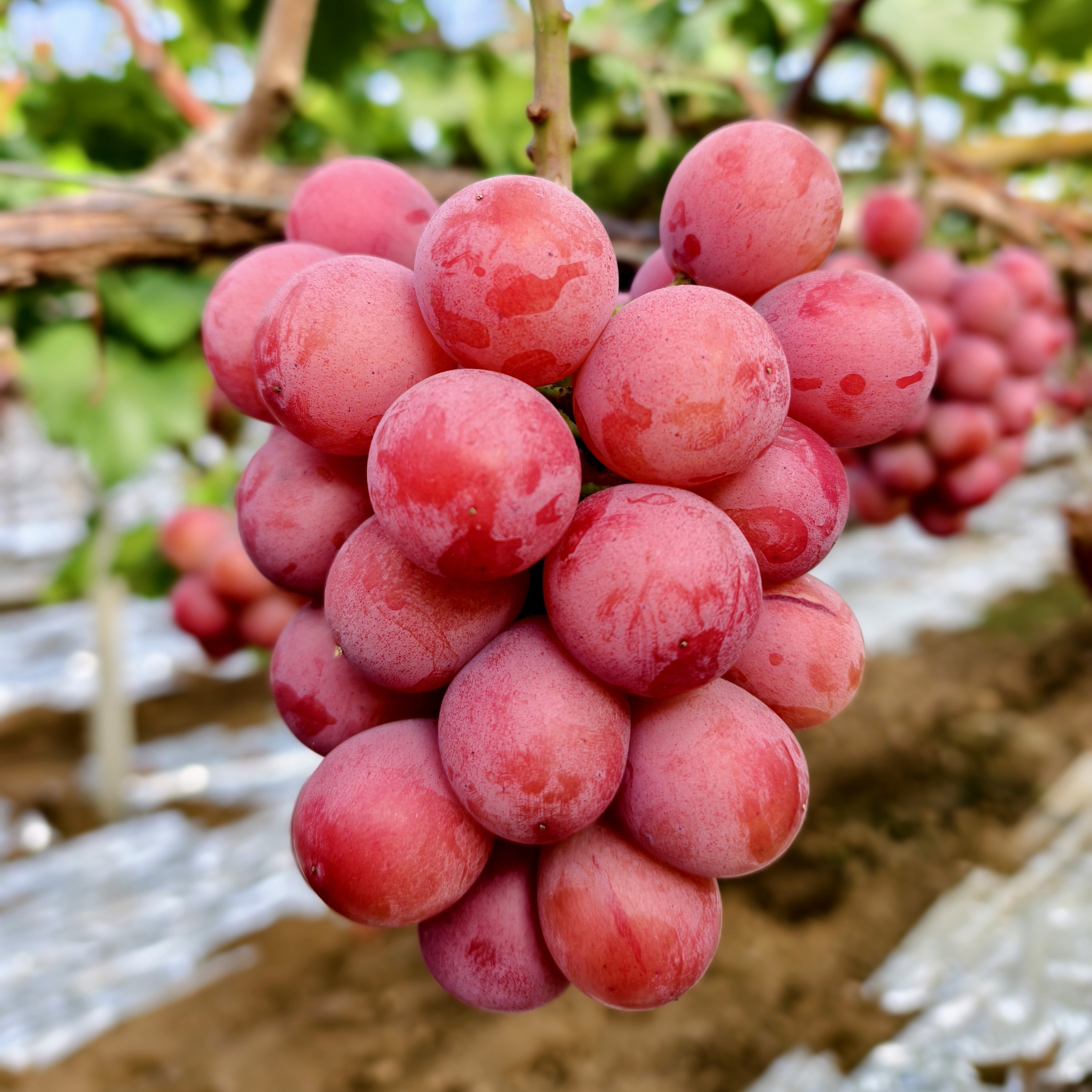 陈三金【妮娜皇后葡萄】0农残 绿色食品认证A级 顺丰包邮 