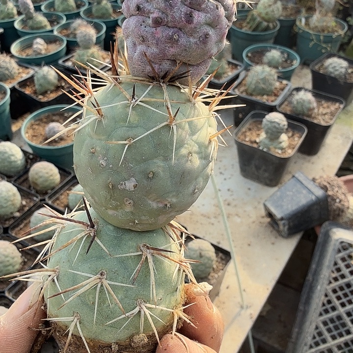 金狂刺仙人球0060