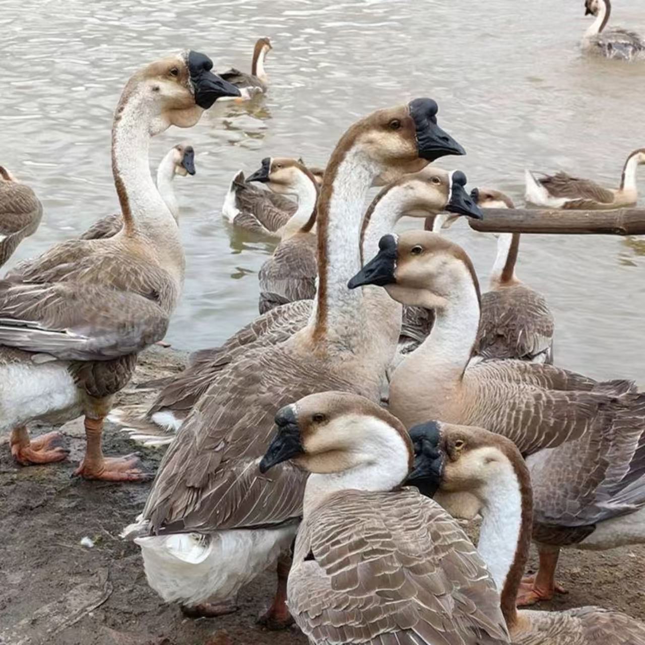 【狮头】大品种娥活体宠物顺丰包邮