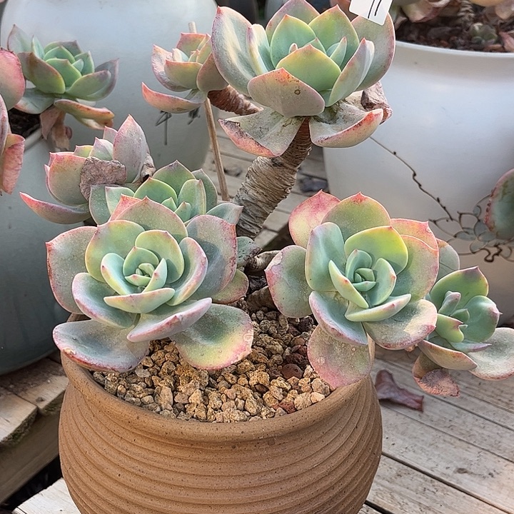 幸***福091血凤脱土发货不退不换