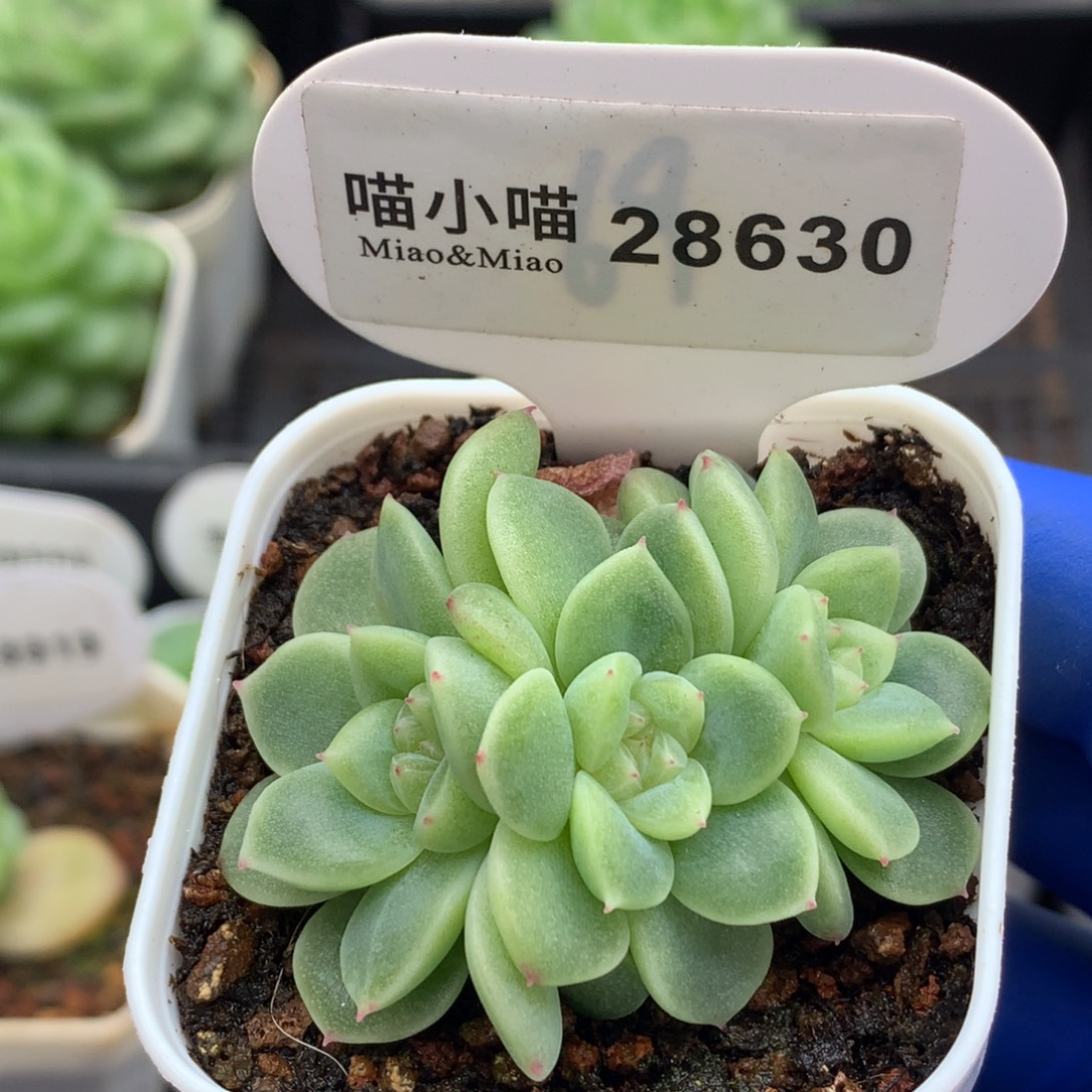 多肉植物杂交珍妮