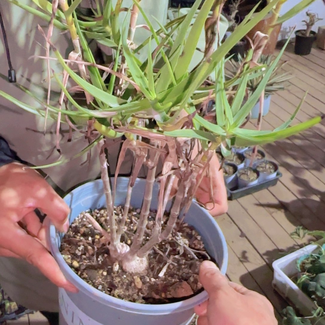 黎***地块根植物块根植物