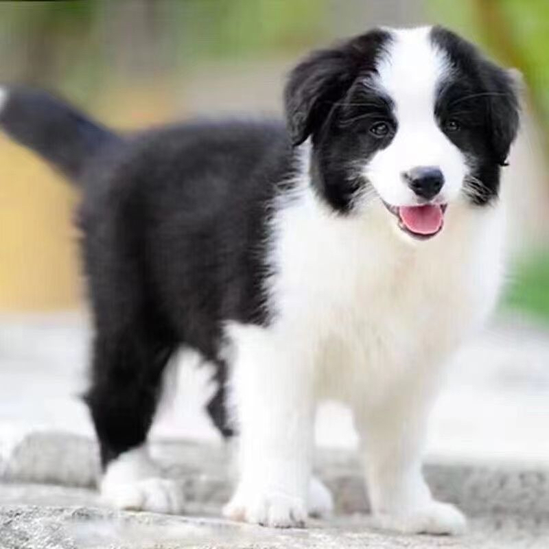 边牧幼犬黑白边牧