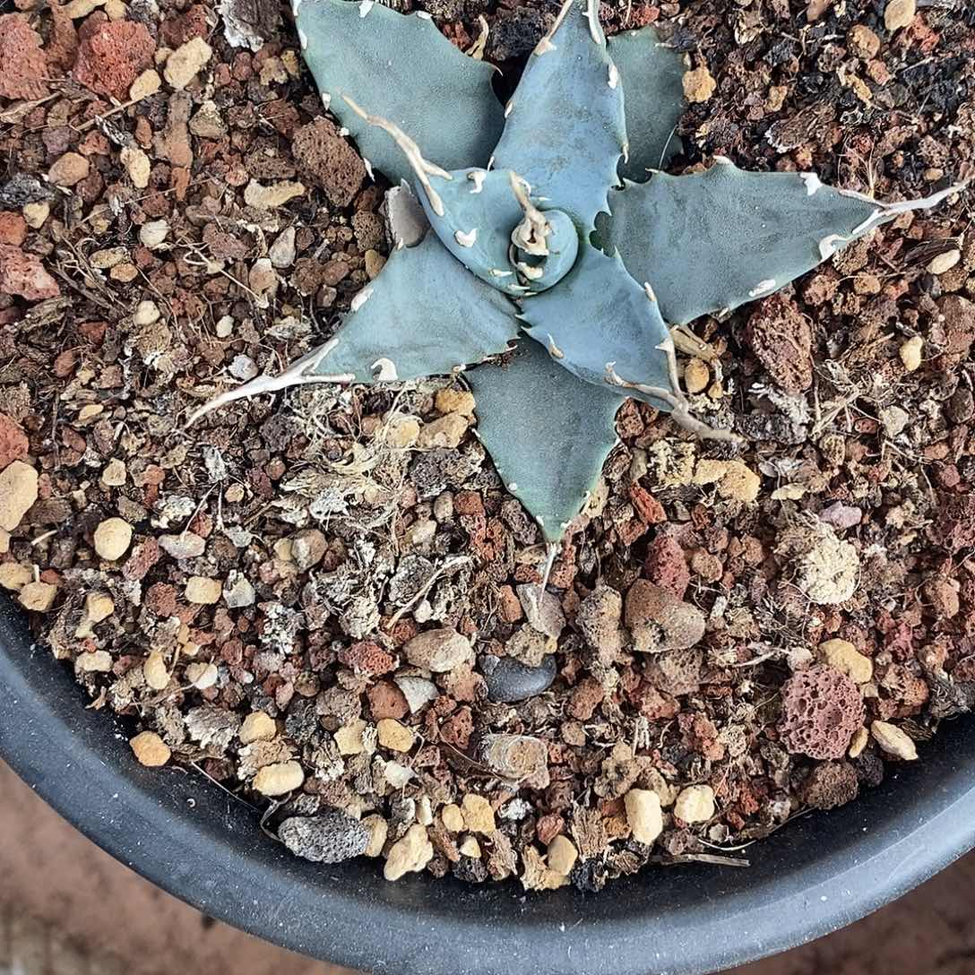 曼陀罗龙舌兰妖严1