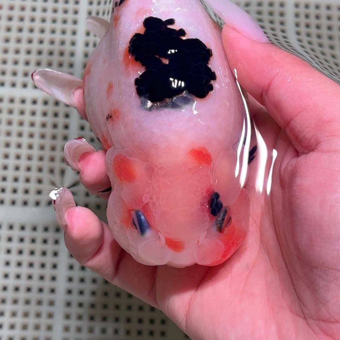 x***v金鱼拍包装包邮不拍包装运费到付