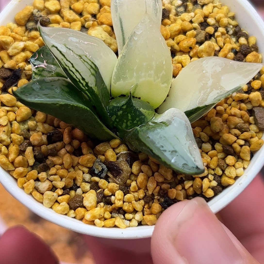 裹般若锦十二卷多肉植物