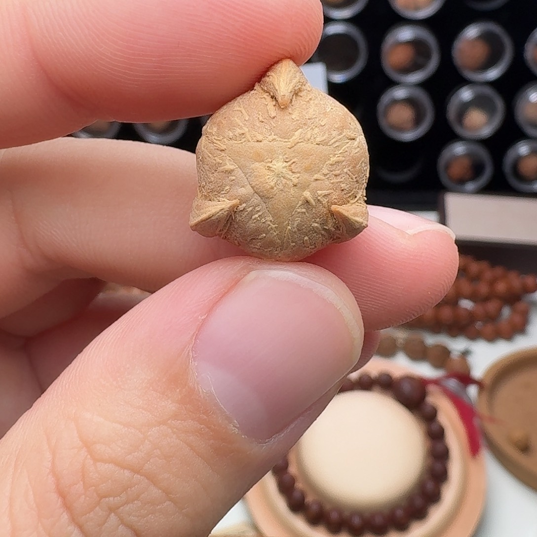 凤眼菩提吊坠龙爪三通