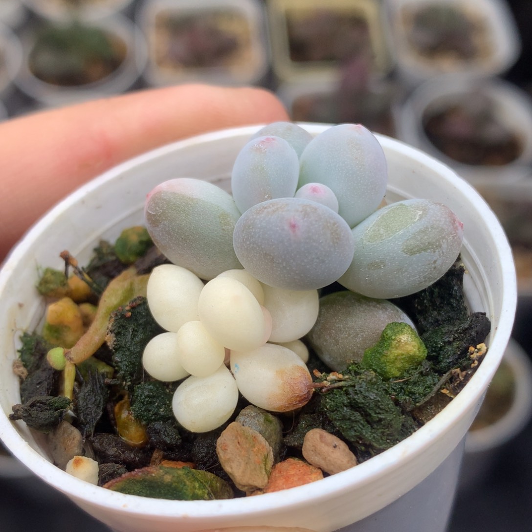 奶酪锦 瓷白厘米一物一拍照片
