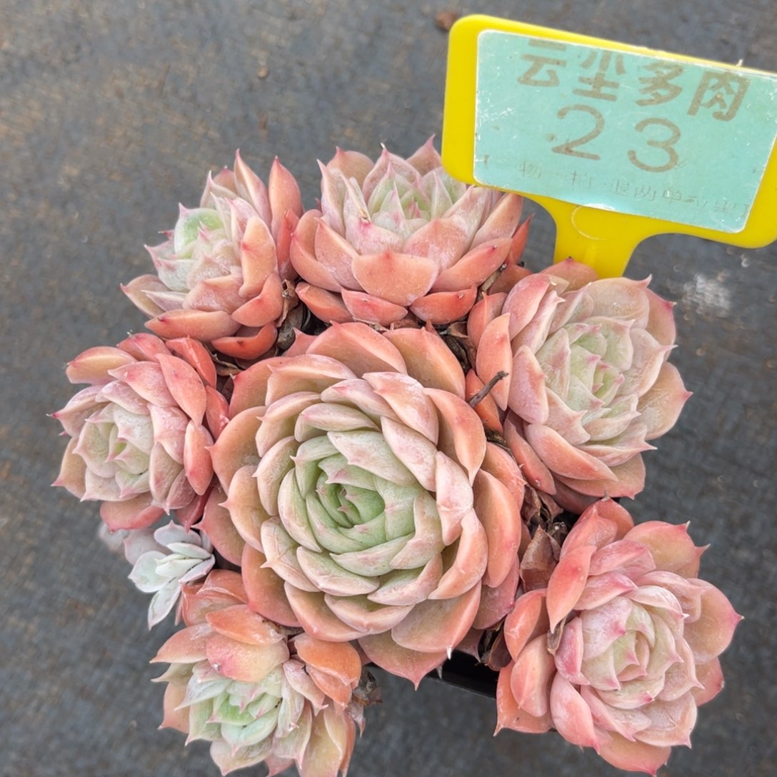 云尘多肉一物一拍23