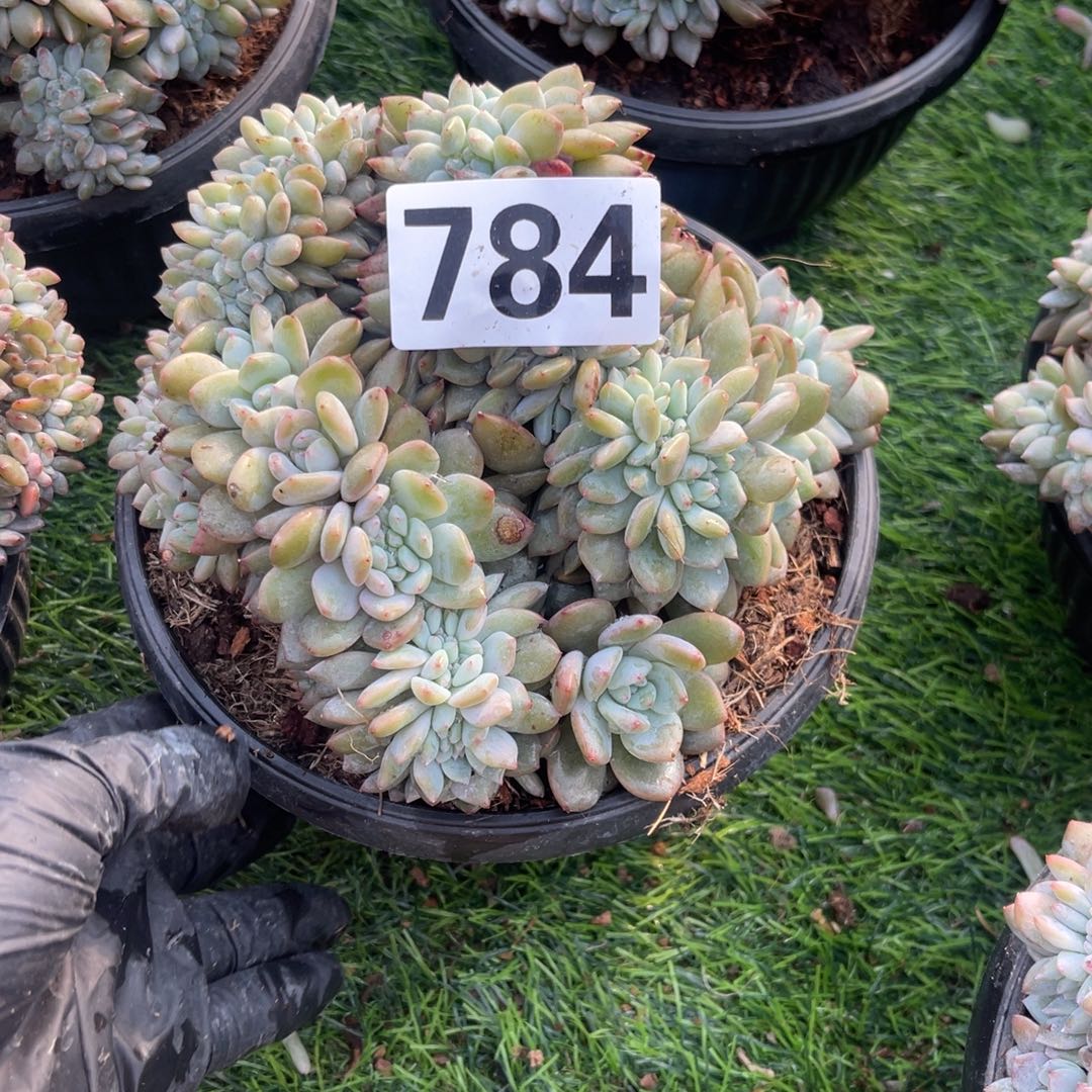 f***9784号14708990005555