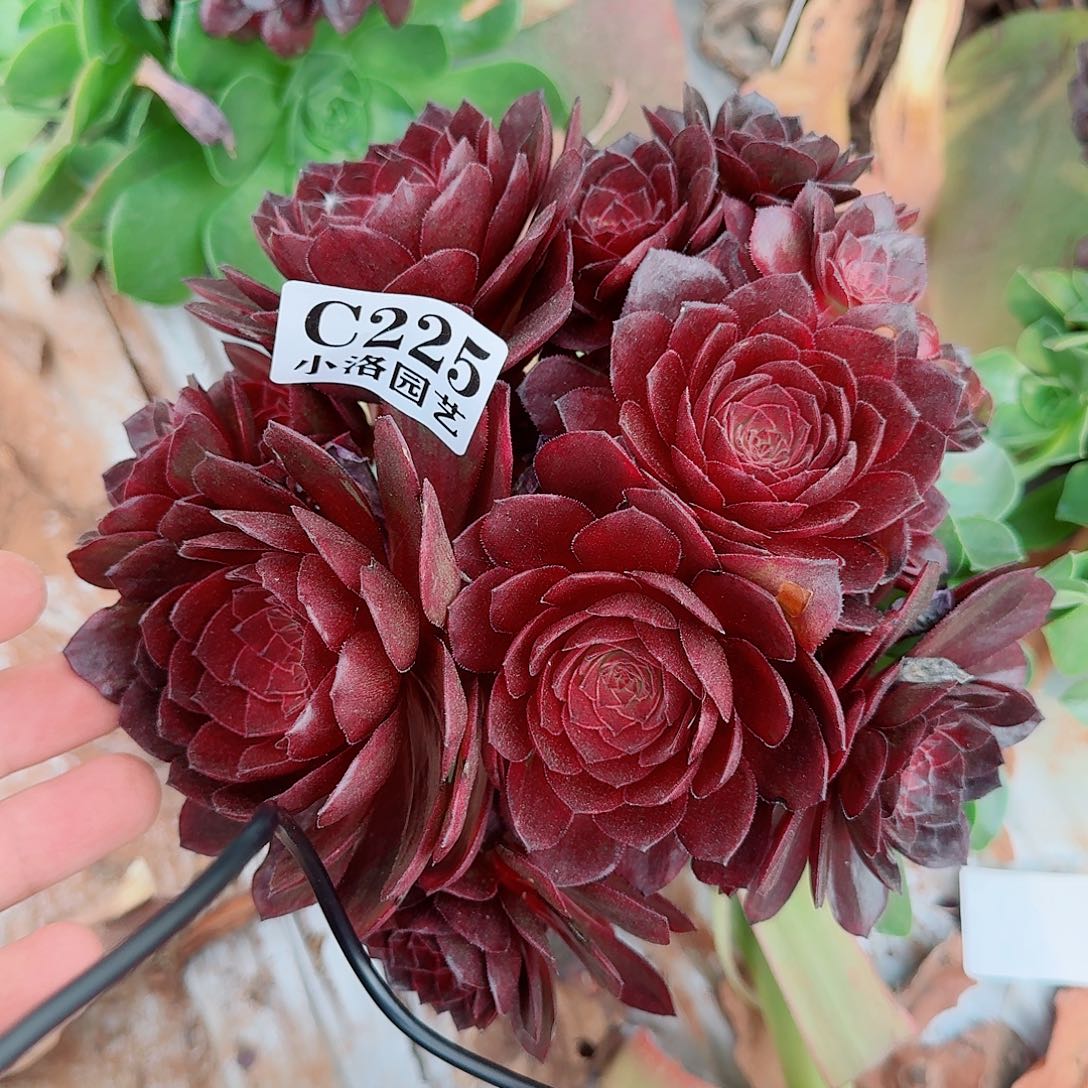 225号缀化多肉无根不包侧枝