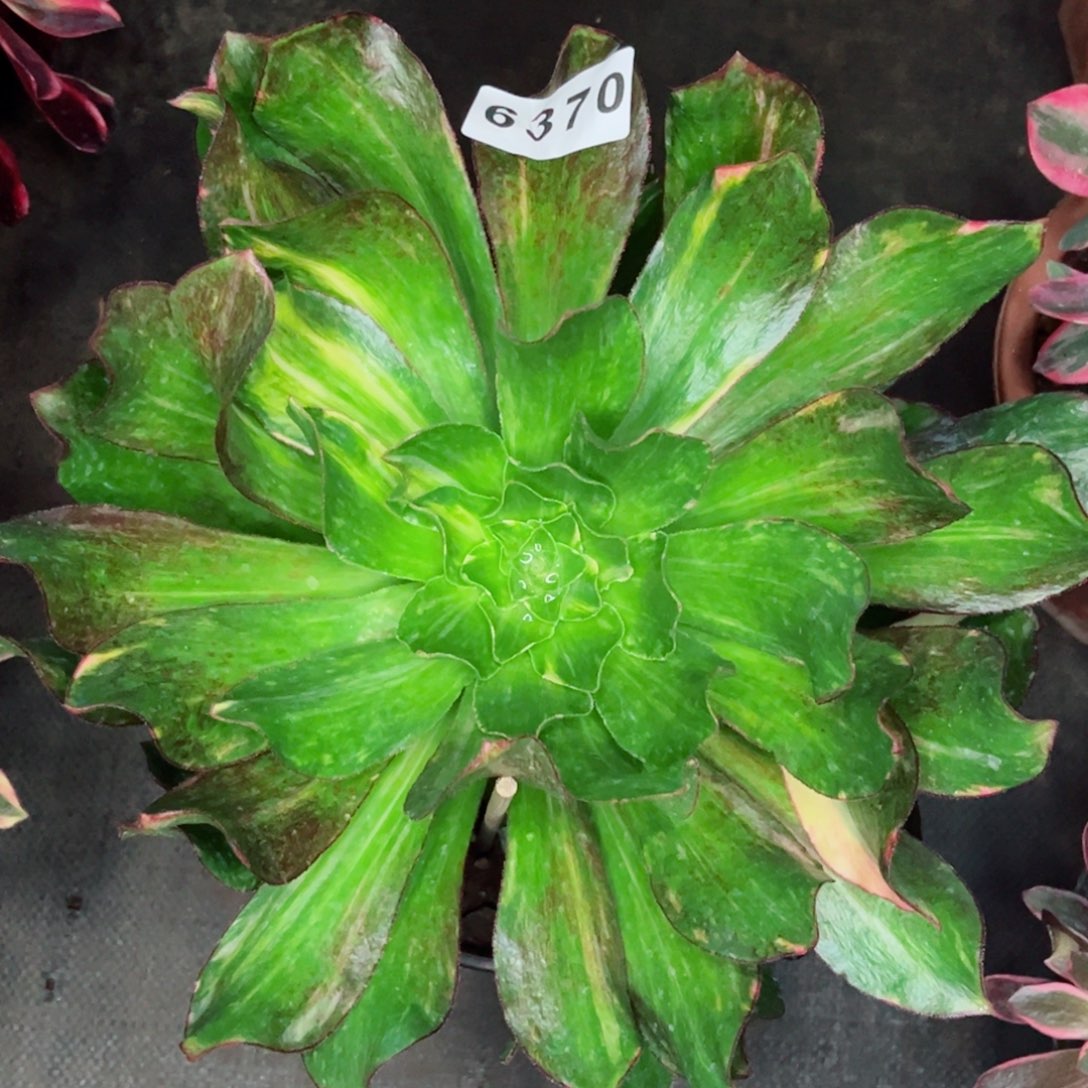 小冰七彩多肉发货