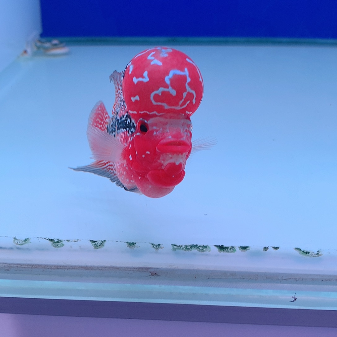 罗汉鱼?**卿直播间189