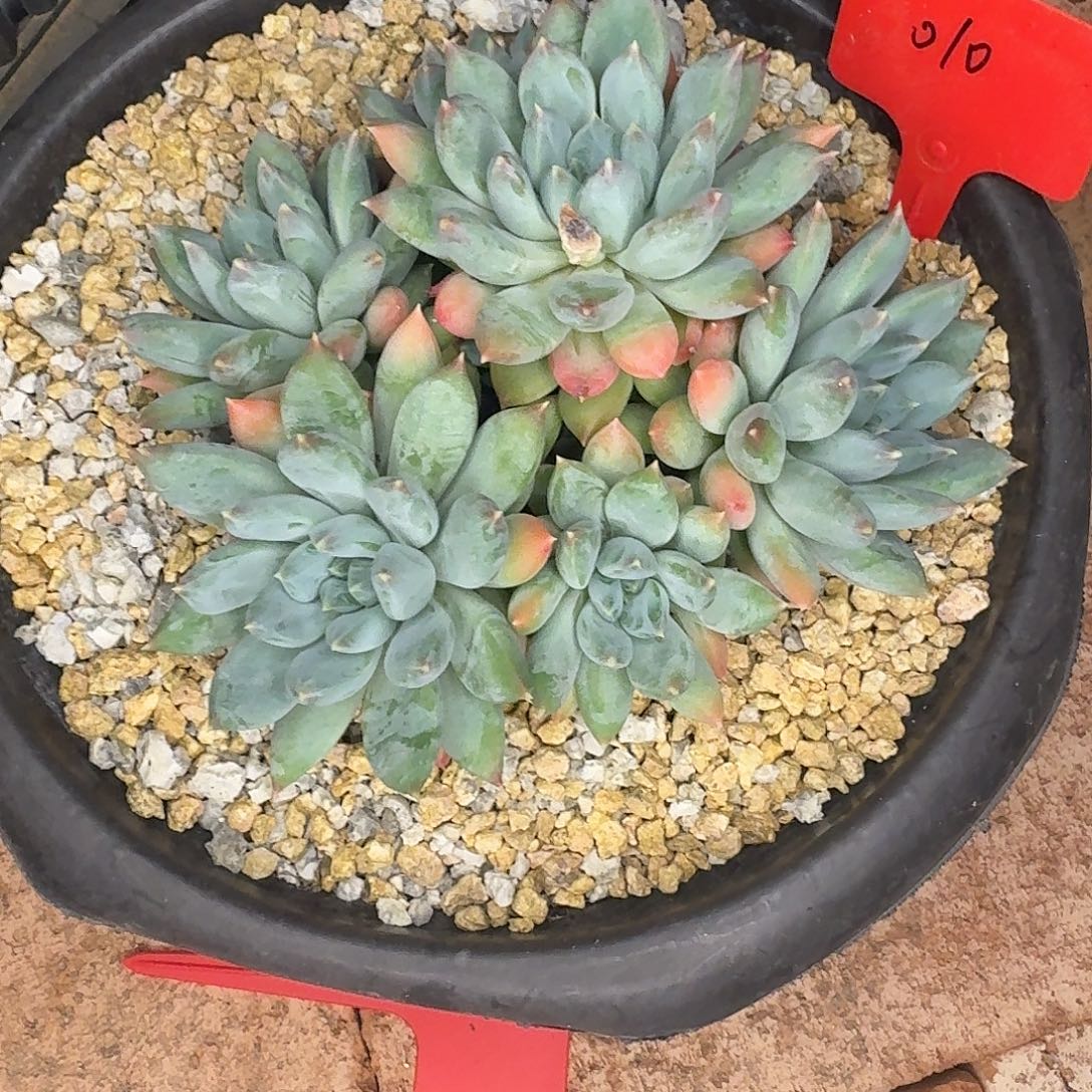 云南多肉小栈一物一拍010