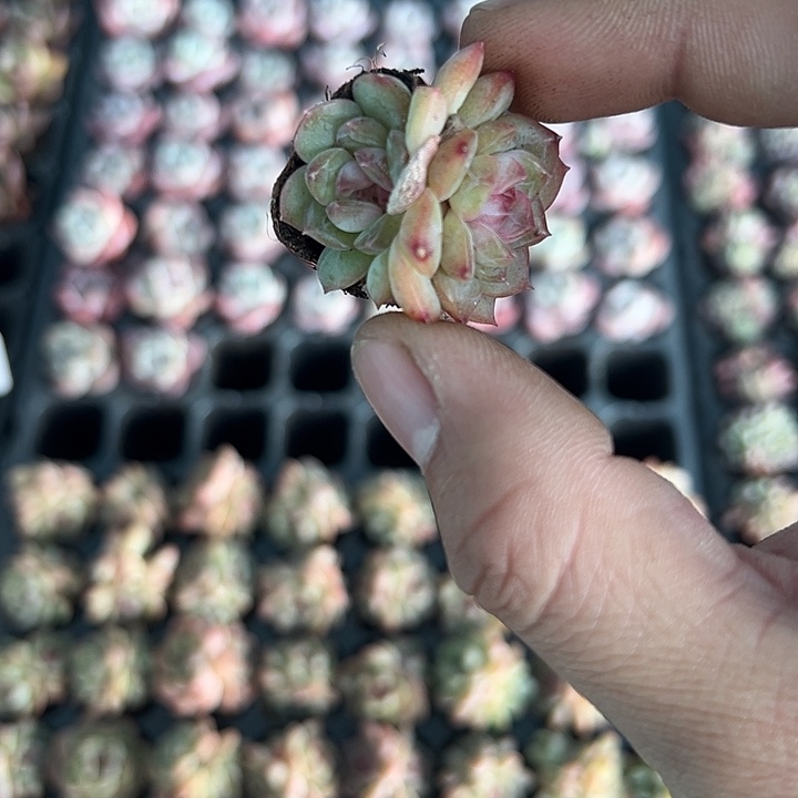 相思糖心 满10颗包邮