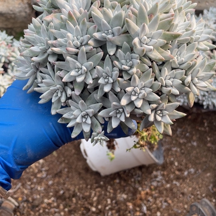 510号白菊多肉植物