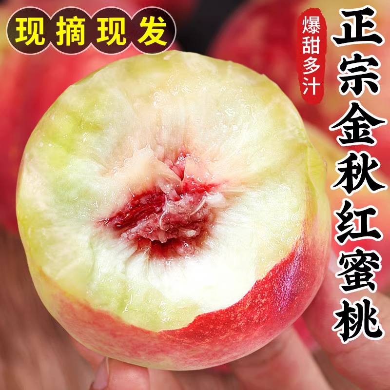 【现摘现发】正宗蒙阴金秋红蜜新鲜水果香甜脆爽桃子 红桃水蜜桃