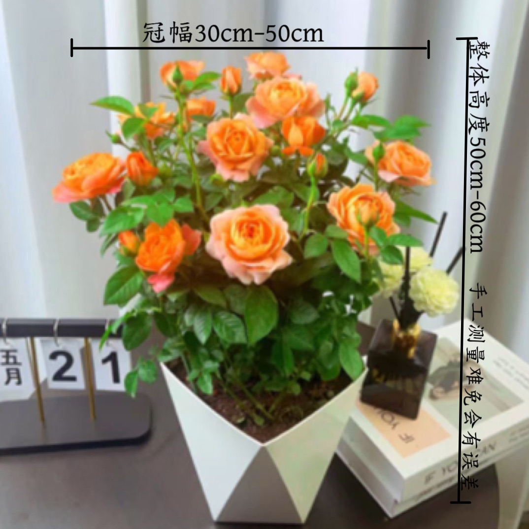 A果汁阳台盆栽地栽月季