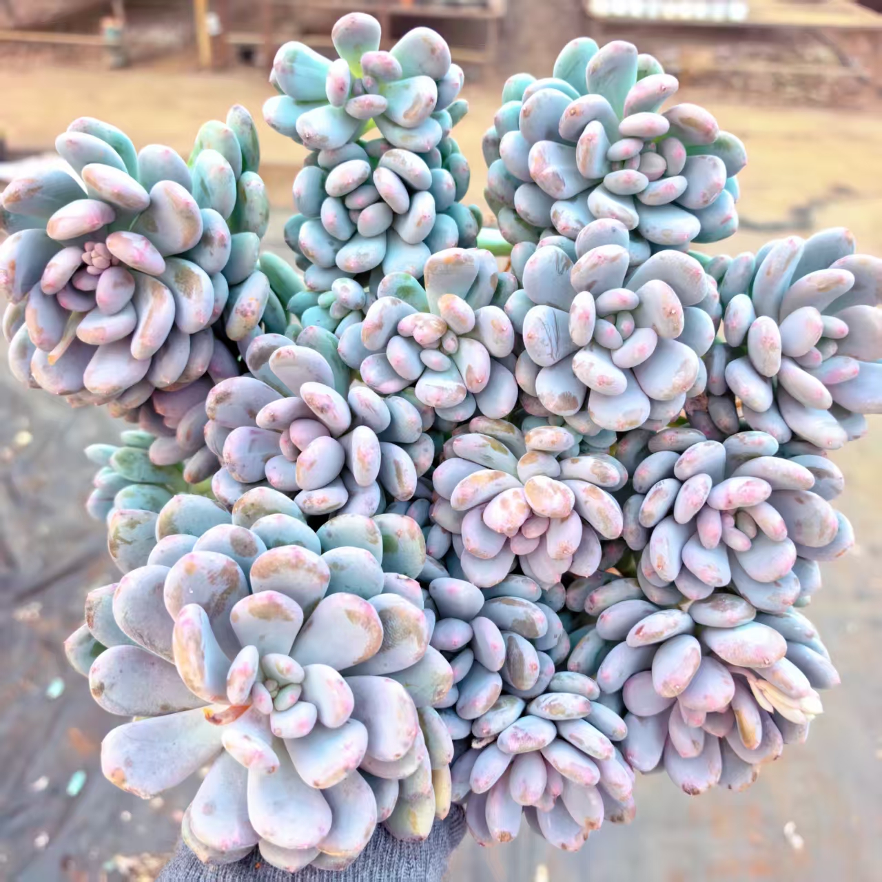 【香香雪】 多肉植物 绿植盆栽