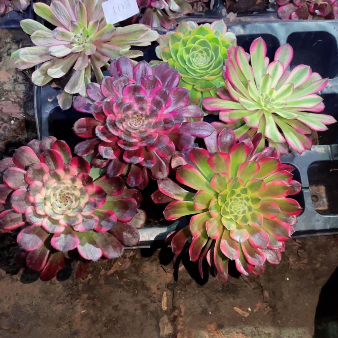 多肉植物组合6颗103