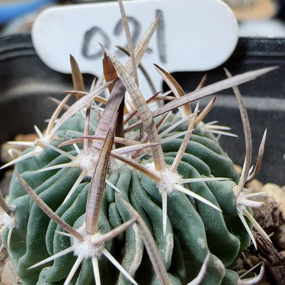 21实生喷泉刺振武玉多肉