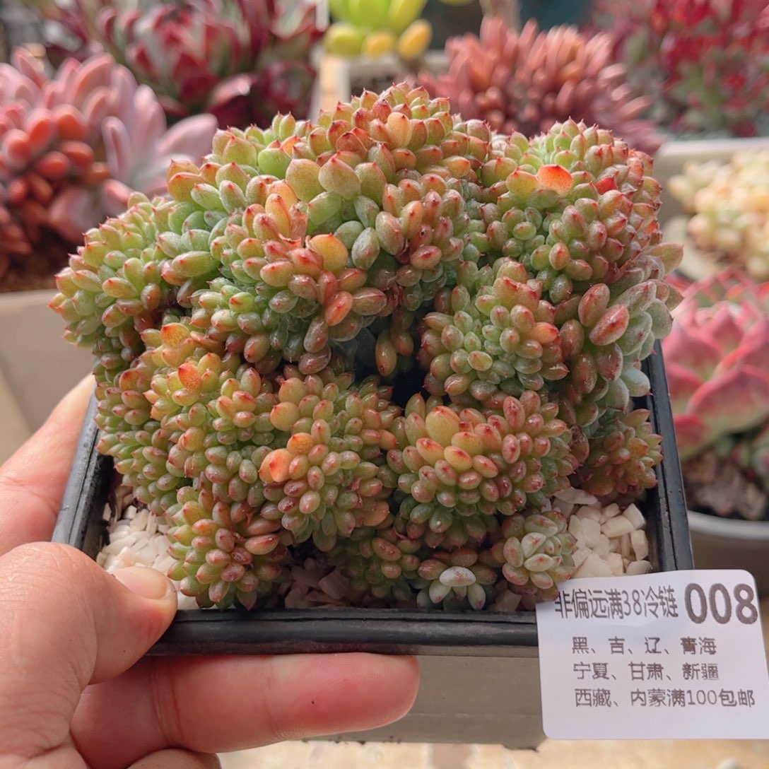 008白胖子缀德华多肉